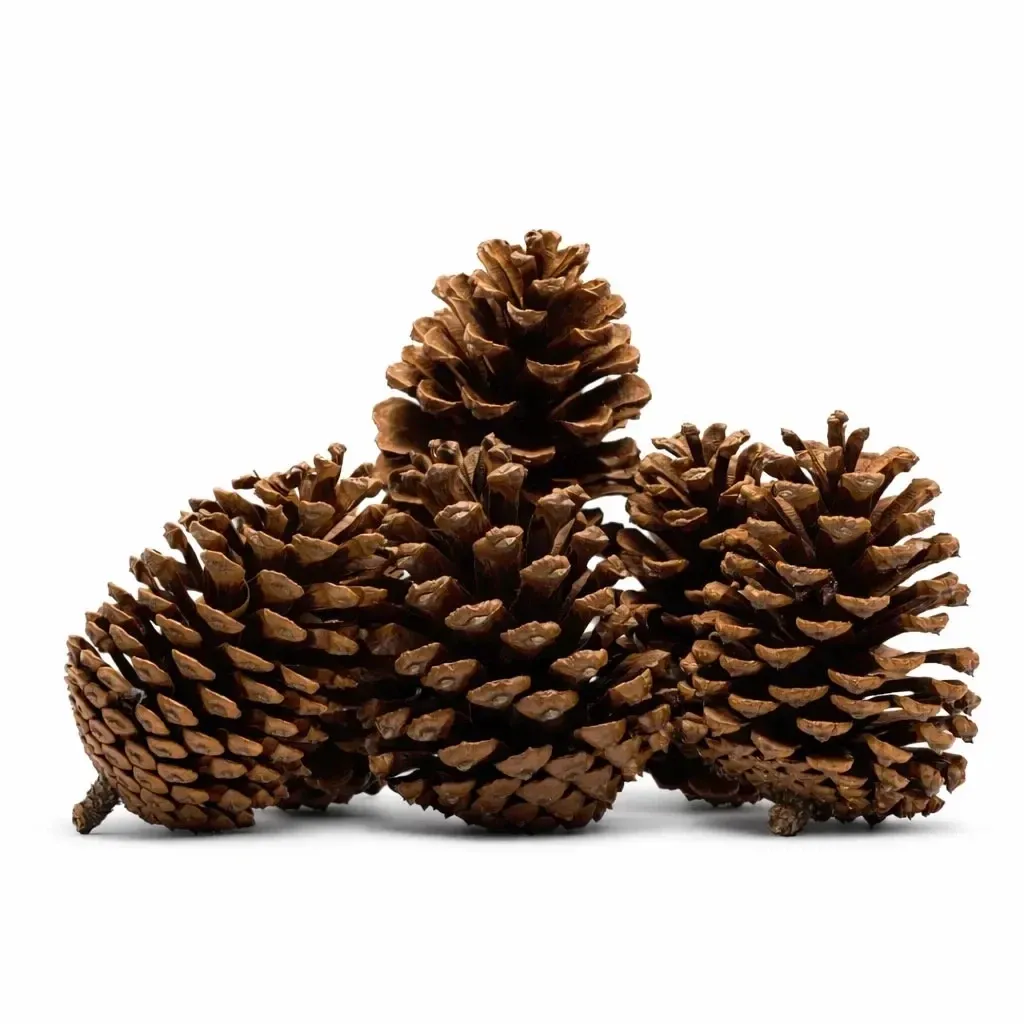 Holzdekoration Tannenzapfen natur 8 × 12 cm, 6er-Pack